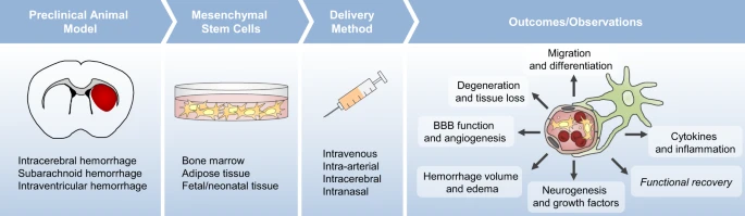 間充質干細胞治療對出血性腦卒中患者來說既安全又可耐受 間充質干細胞治療對出血性腦卒中患者來說既安全又可耐受