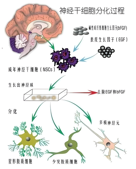 神經干細胞分化過程 神經干細胞分化過程