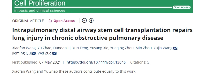 肺內(nèi)遠(yuǎn)端氣道干細(xì)胞移植修復(fù)慢性阻塞性肺病肺損傷 肺內(nèi)遠(yuǎn)端氣道干細(xì)胞移植修復(fù)慢性阻塞性肺病肺損傷