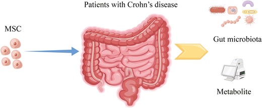 間充質干細胞治療克羅恩病的機制圖 間充質干細胞治療克羅恩病的機制圖