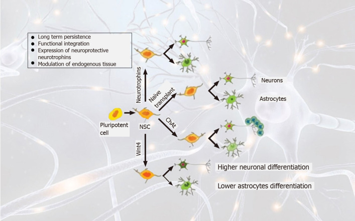 圖2:帕金森病中的干細胞譜系和移植策略概述。 圖2:帕金森病中的干細胞譜系和移植策略概述。