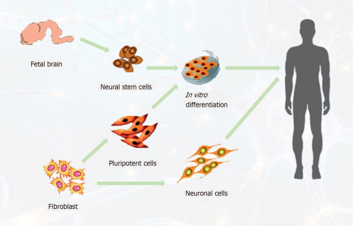 圖3:針對中風患者的神經干細胞可能來源示意圖。 圖3:針對中風患者的神經干細胞可能來源示意圖。