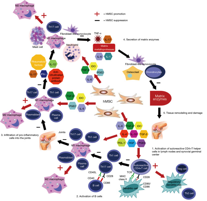 圖3:MSC在關節炎中在多個細胞信號傳導水平上發揮作用。 圖3:MSC在關節炎中在多個細胞信號傳導水平上發揮作用。