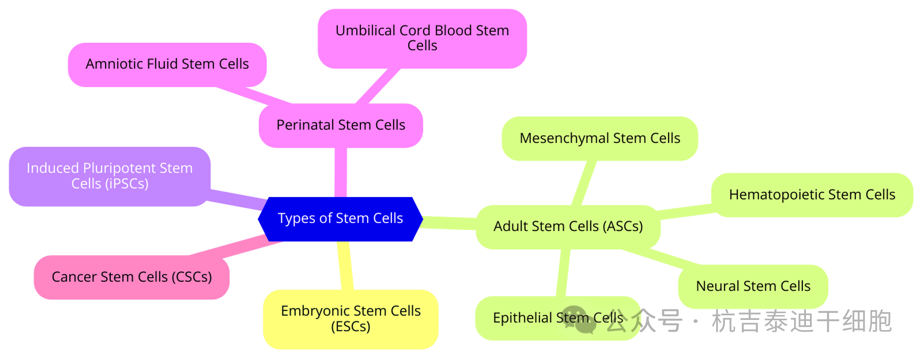 圖1:干細胞的類型