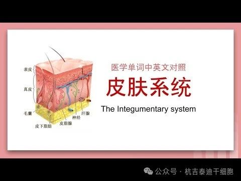 干細(xì)胞療法與皮膚系統(tǒng) 干細(xì)胞療法與皮膚系統(tǒng)