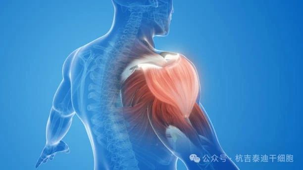 干細(xì)胞療法與肌肉系統(tǒng) 干細(xì)胞療法與肌肉系統(tǒng)