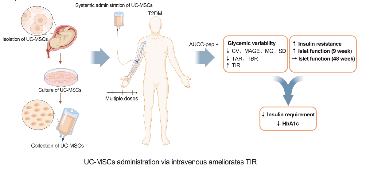 通過靜脈注射間充質干細胞可以改善葡萄糖目標范圍內時間 通過靜脈注射間充質干細胞可以改善葡萄糖目標范圍內時間