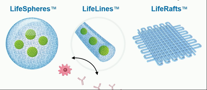 在移植過程中支持(通過營養(yǎng)和氧氣轉(zhuǎn)移)和保護(通過免疫逃避)β細胞。 在移植過程中支持(通過營養(yǎng)和氧氣轉(zhuǎn)移)和保護(通過免疫逃避)β細胞。