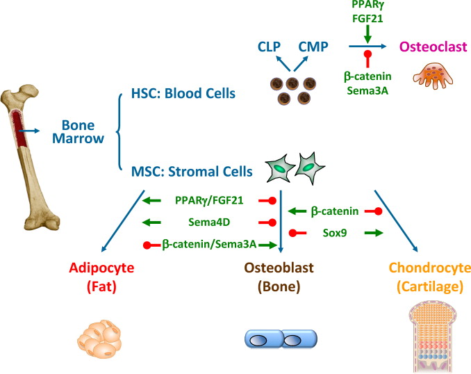 骨髓間充質(zhì)干細(xì)胞的來源、特性、作用是什么? 骨髓間充質(zhì)干細(xì)胞的來源、特性、作用是什么?