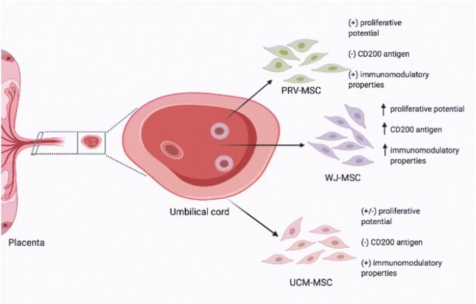 臍帶間充質(zhì)干細(xì)胞的來(lái)源、特性、作用是什么? 臍帶間充質(zhì)干細(xì)胞的來(lái)源、特性、作用是什么?