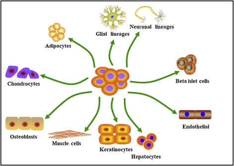 脂肪間充質(zhì)干細(xì)胞的來源、特性、作用是什么? 脂肪間充質(zhì)干細(xì)胞的來源、特性、作用是什么?