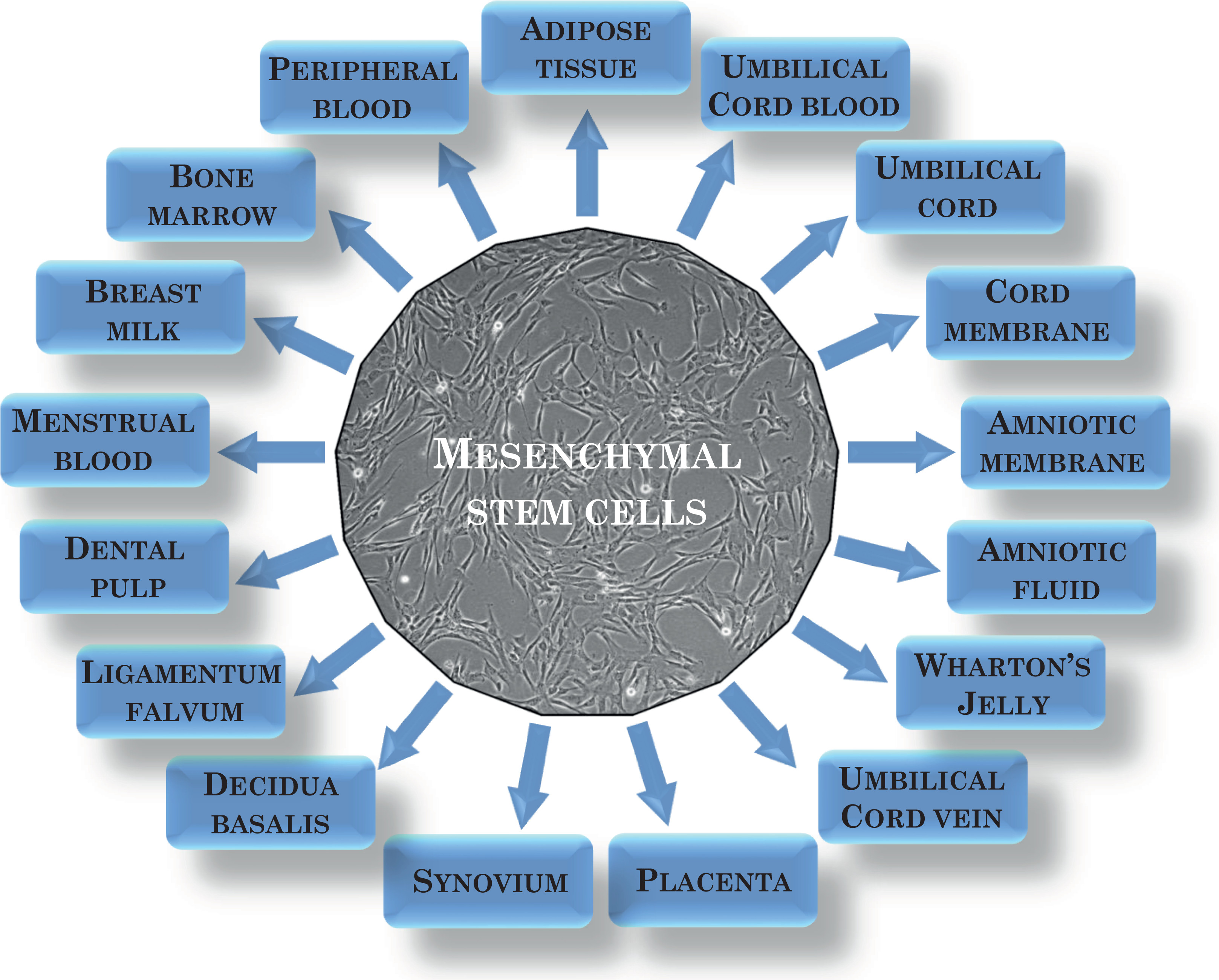圖1:間充質干細胞的來源 圖1:間充質干細胞的來源