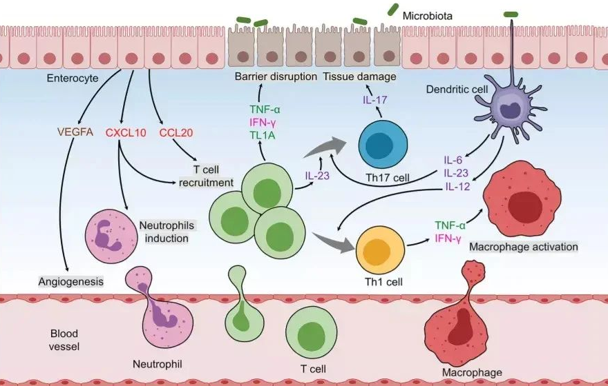 臍帶間充質干細胞 臍帶間充質干細胞