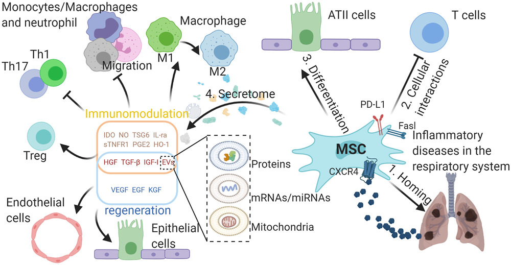 MSCs在呼吸系統典型炎癥疾病中的作用。 外源性MSCs可通過SDF-1-CXCR4軸遷移至受損組織,間充質干細胞可通過細胞間相互作用分化為ATII樣細胞并抑制免疫細胞,并分泌多種具有免疫調節能力的生物活性分子,促進受損組織再生。與免疫調節相關的分子可使巨噬細胞從M1型轉變為M2型,抑制巨噬細胞、中性粒細胞和單核細胞的遷移,抑制TH1和TH17細胞的分化,促進Treg細胞的形成。 生長因子可保護肺泡上皮細胞和肺血管內皮細胞免受損傷。間充質干細胞可通過EVs將蛋白質、mRNA/miRNA和線粒體轉運到其他細胞,發揮其在免疫調節和再生中的作用,EVs的功能由其內容決定。 MSCs在呼吸系統典型炎癥疾病中的作用。
外源性MSCs可通過SDF-1-CXCR4軸遷移至受損組織,間充質干細胞可通過細胞間相互作用分化為ATII樣細胞并抑制免疫細胞,并分泌多種具有免疫調節能力的生物活性分子,促進受損組織再生。與免疫調節相關的分子可使巨噬細胞從M1型轉變為M2型,抑制巨噬細胞、中性粒細胞和單核細胞的遷移,抑制TH1和TH17細胞的分化,促進Treg細胞的形成。
生長因子可保護肺泡上皮細胞和肺血管內皮細胞免受損傷。間充質干細胞可通過EVs將蛋白質、mRNA/miRNA和線粒體轉運到其他細胞,發揮其在免疫調節和再生中的作用,EVs的功能由其內容決定。