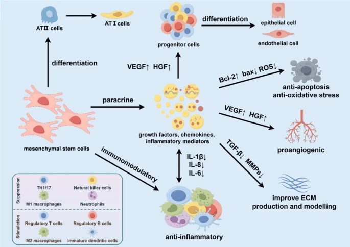 圖3:基于間充質(zhì)干細(xì)胞治療慢阻肺的機(jī)制 圖3:基于間充質(zhì)干細(xì)胞治療慢阻肺的機(jī)制