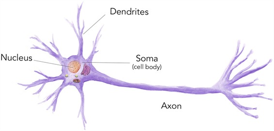 細胞是什么? 細胞是什么?