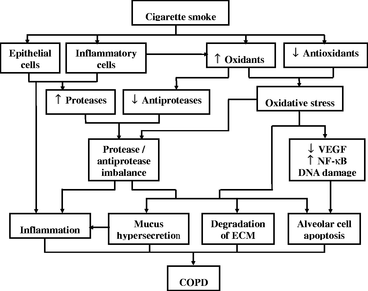 圖 1?. 示意圖總結了香煙煙霧引起的慢性阻塞性肺病 (COPD) 的致病過程 圖 1?. 示意圖總結了香煙煙霧引起的慢性阻塞性肺病 (COPD) 的致病過程