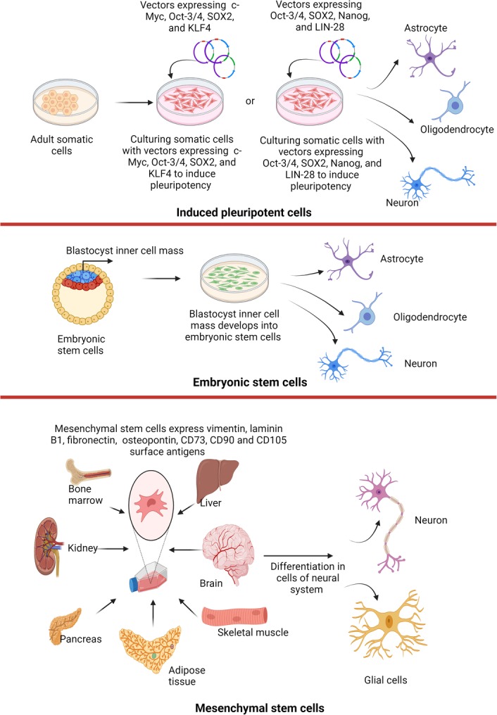 圖1:不同來源的干細胞可用于治療神經退行性疾病。 圖1:不同來源的干細胞可用于治療神經退行性疾病。