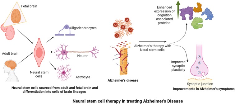 圖2:神經干細胞在改善阿爾茨海默病癥狀中的作用。 圖2:神經干細胞在改善阿爾茨海默病癥狀中的作用。