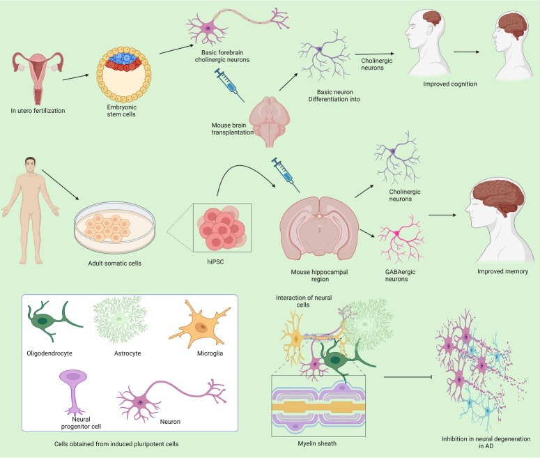 圖3:不同來源的干細胞在抑制阿爾茨海默病中的作用 圖3:不同來源的干細胞在抑制阿爾茨海默病中的作用