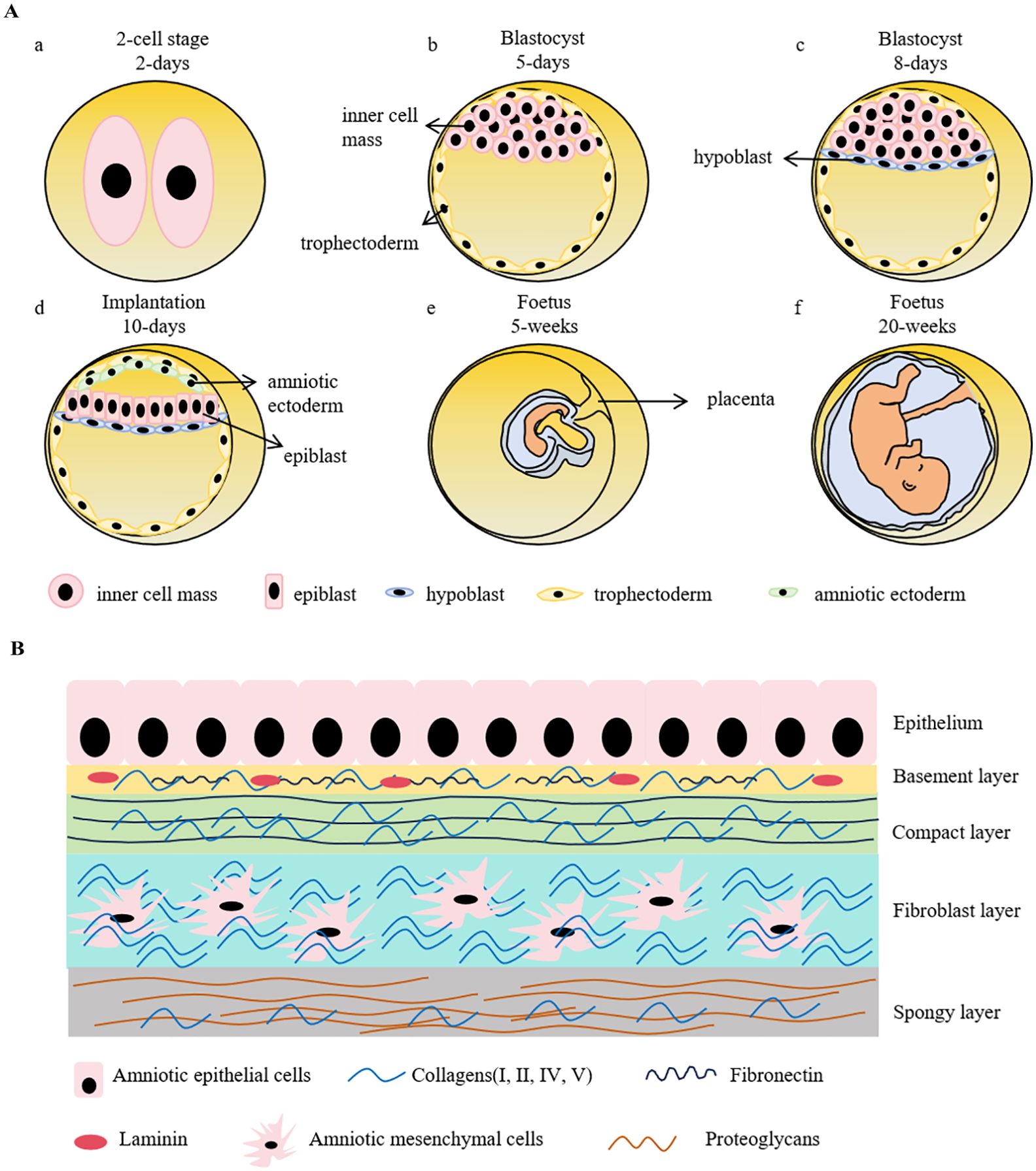 圖1:早期胚胎發育示意圖和人羊膜結構 圖1:早期胚胎發育示意圖和人羊膜結構