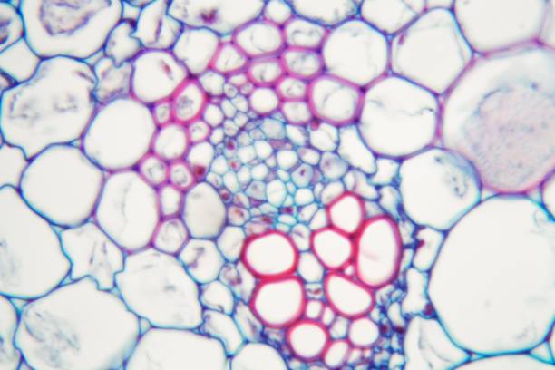 什么是間充質干細胞 (MSC)？