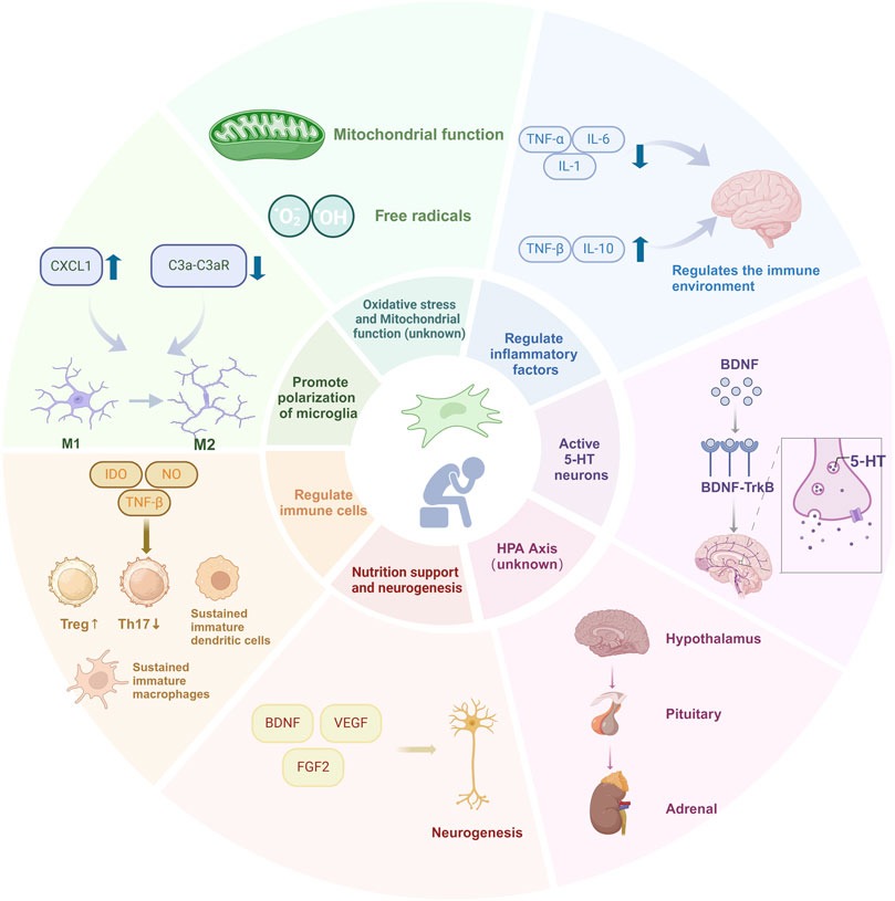 圖1:目前對干細胞治療抑郁癥的分子機制的理解 圖1:目前對干細胞治療抑郁癥的分子機制的理解