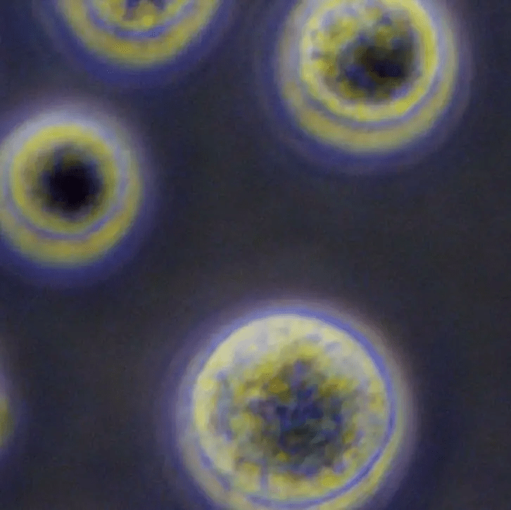 從實驗室到臨床:干細胞機構是如何生產(chǎn)高質量干細胞的?