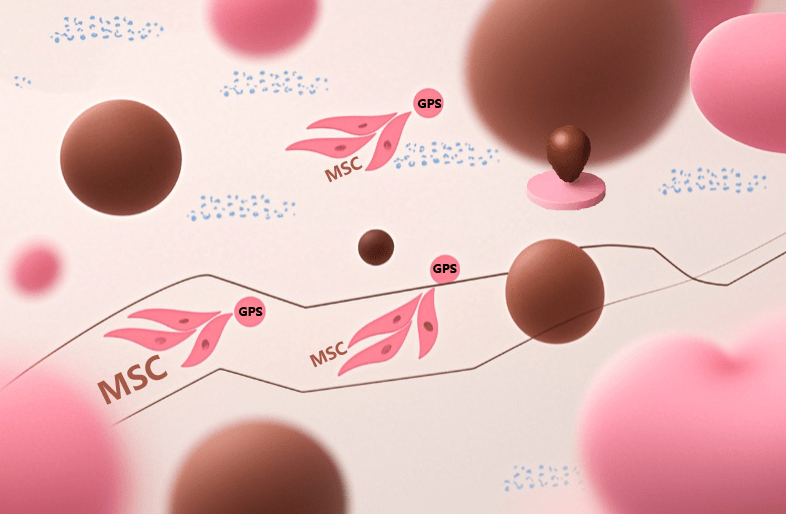 干細胞治療后為啥效果不一?是什么原因導致的?