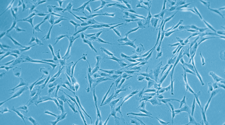 間充質干細胞精準調控