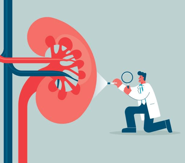 再生醫學前沿：2024年干細胞治療慢性腎病的最新研究進展匯總