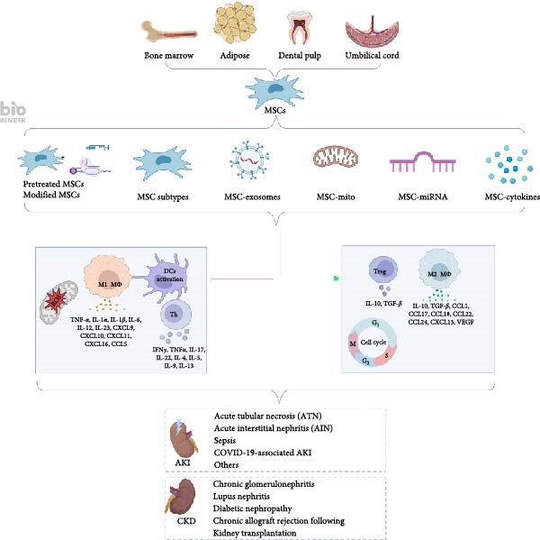 圖1:間充質干細胞介導的免疫調節和組織修復在腎臟疾病中的機制。 圖1:間充質干細胞介導的免疫調節和組織修復在腎臟疾病中的機制。