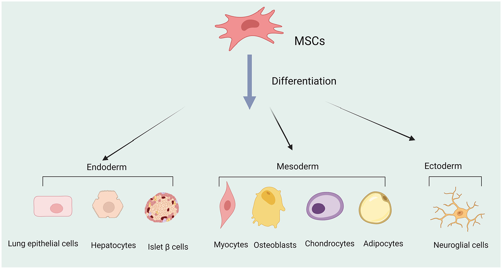 圖1 :多能間充質干細胞 (MSC) 可分化為不同的細胞譜系,例如中胚層細胞,跨胚胎分化為內胚層和外胚層細胞 圖1 :多能間充質干細胞 (MSC) 可分化為不同的細胞譜系,例如中胚層細胞,跨胚胎分化為內胚層和外胚層細胞