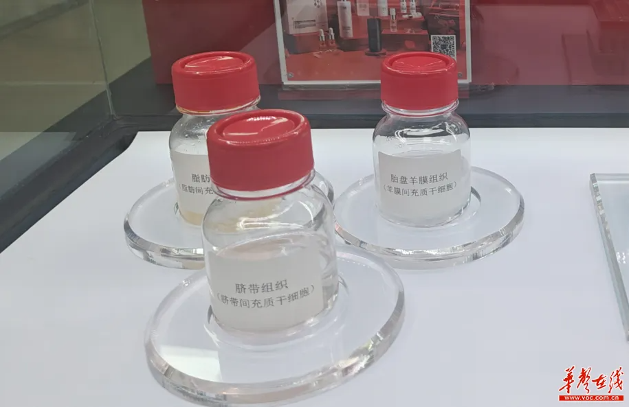 胚盤羊膜組織(羊膜間充質干細胞) 胚盤羊膜組織(羊膜間充質干細胞)