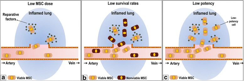 圖1:阻礙間充質干細胞療法的因素。 圖1:阻礙間充質干細胞療法的因素。