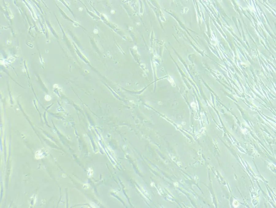 顯微鏡下的神經干細胞。 顯微鏡下的神經干細胞。