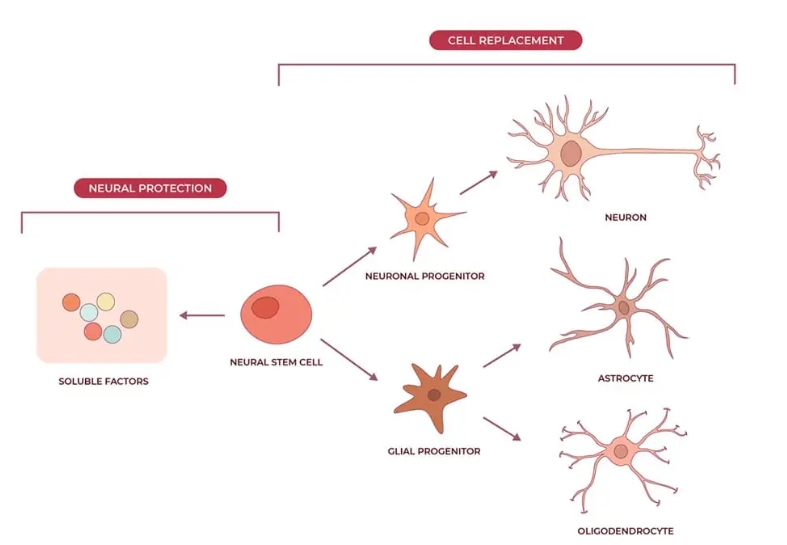 神經干細胞可分化為神經元、星形膠質細胞和少突膠質細胞,在恢復神經系統疾病的認知功能方面取得重大進展 神經干細胞可分化為神經元、星形膠質細胞和少突膠質細胞,在恢復神經系統疾病的認知功能方面取得重大進展