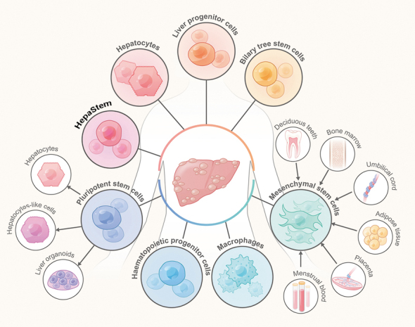 圖1:用于治療終末期肝病的細胞來源和類型 圖1:用于治療終末期肝病的細胞來源和類型