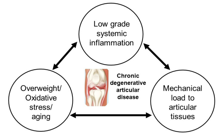 圖1:膝骨關節炎的病理生理學。 圖1:膝骨關節炎的病理生理學。