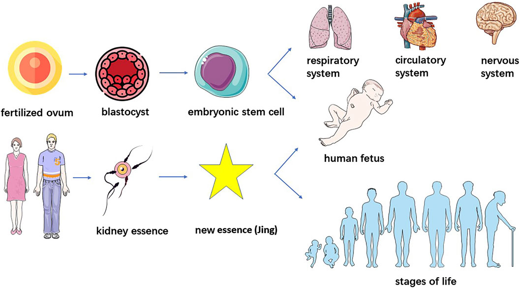 圖2.干細(xì)胞與“腎精”的鑒別。 圖2.干細(xì)胞與“腎精”的鑒別。