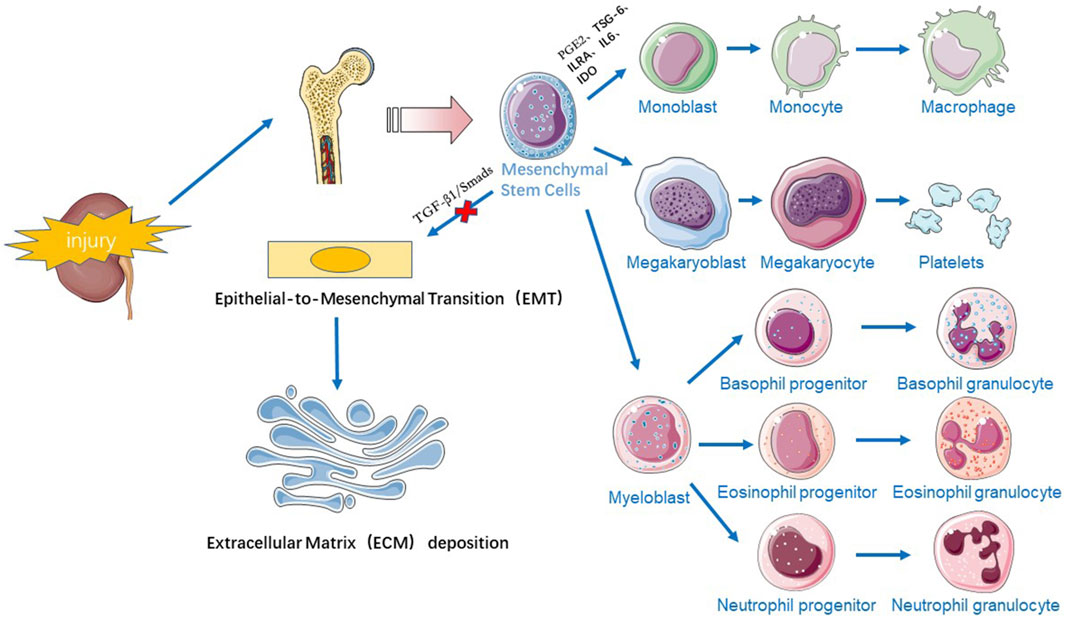 圖1:干細(xì)胞療法治療慢性腎病的機(jī)制示意圖。 圖1:干細(xì)胞療法治療慢性腎病的機(jī)制示意圖。