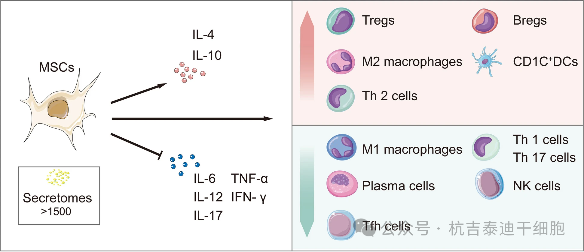 圖3:間充質(zhì)干細(xì)胞通過其免疫調(diào)節(jié)機(jī)制來治療慢性腎病。 圖3:間充質(zhì)干細(xì)胞通過其免疫調(diào)節(jié)機(jī)制來治療慢性腎病。