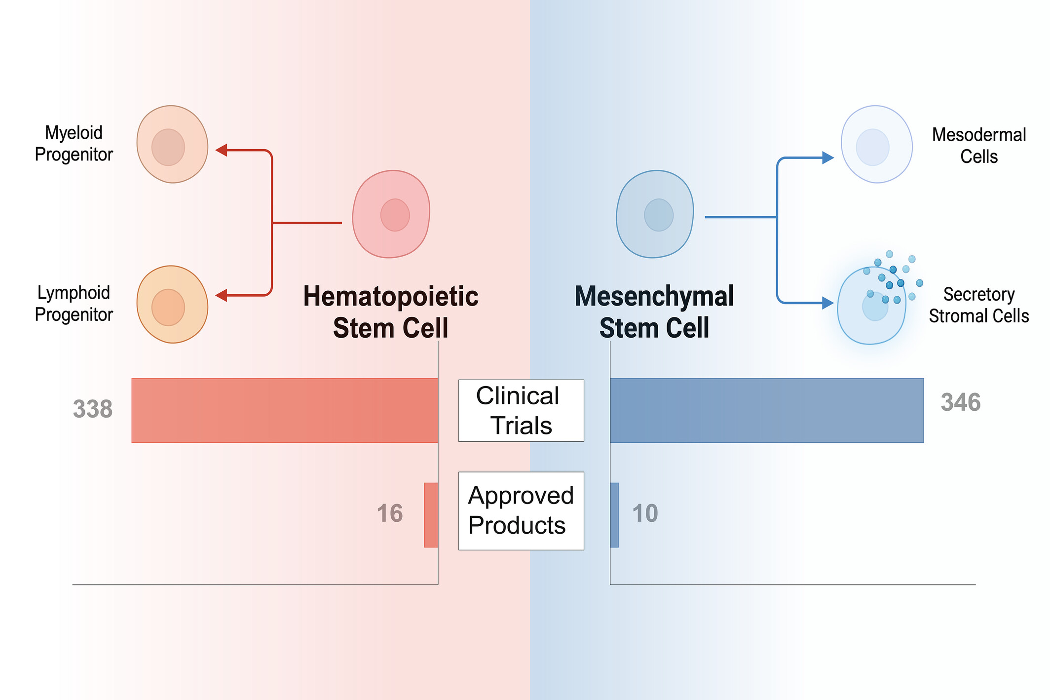 圖1:已獲批準或臨床研究的干細胞療法中使用的常見干細胞類型。HSC和MSC在干細胞療法的臨床領域中占主導地位。 圖1:已獲批準或臨床研究的干細胞療法中使用的常見干細胞類型。HSC和MSC在干細胞療法的臨床領域中占主導地位。