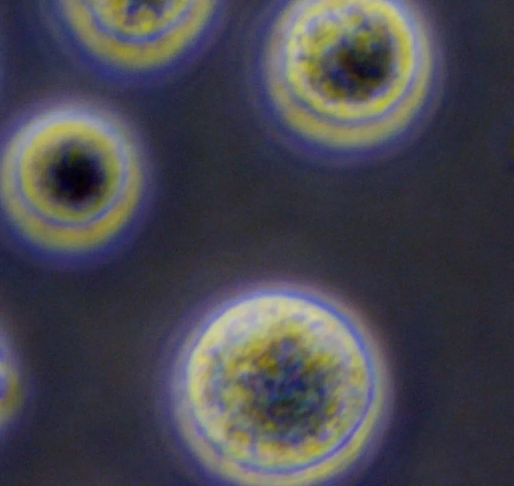 干細胞療法:其工作原理的簡單指南 干細胞療法:其工作原理的簡單指南