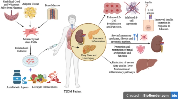 圖1:干細胞治療和藥物干預(yù)的聯(lián)合作用。 圖1:干細胞治療和藥物干預(yù)的聯(lián)合作用。