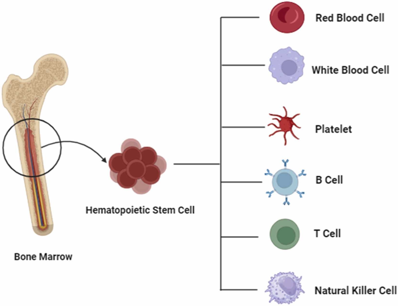 圖2. 造血干細(xì)胞的分化潛力。 圖2. 造血干細(xì)胞的分化潛力。