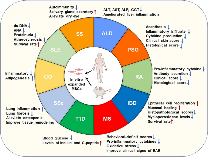 圖2:間充質干細胞治療自身免疫性疾病的臨床前研究 圖2:間充質干細胞治療自身免疫性疾病的臨床前研究