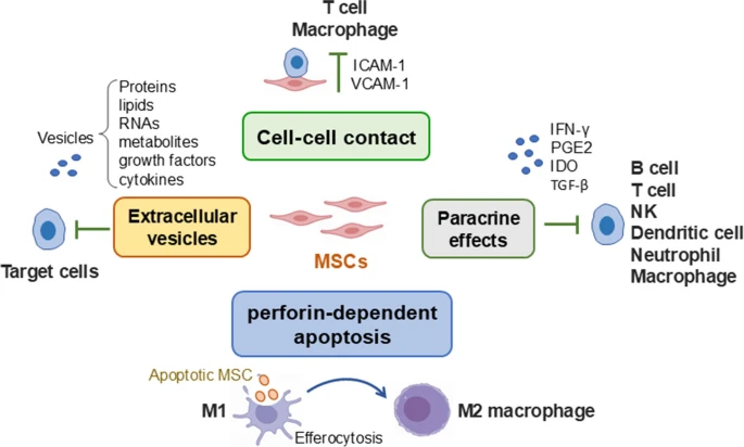 圖1:MSCs發揮免疫調節功能的潛在機制 圖1:MSCs發揮免疫調節功能的潛在機制