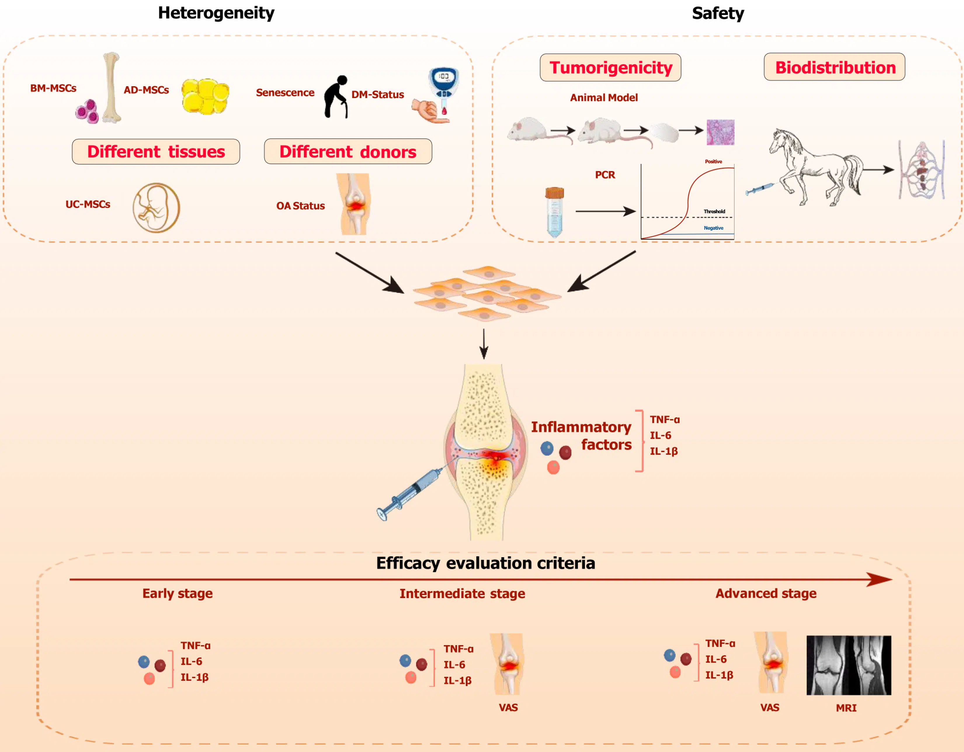 圖1:間充質(zhì)干細(xì)胞治療骨關(guān)節(jié)炎的關(guān)鍵考慮因素。 圖1:間充質(zhì)干細(xì)胞治療骨關(guān)節(jié)炎的關(guān)鍵考慮因素。