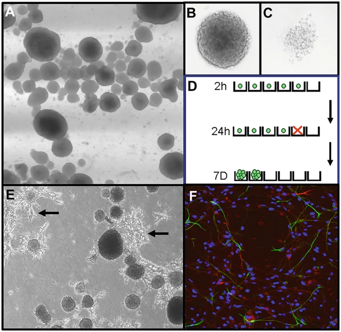 圖2:神經球培養技術。 圖2:神經球培養技術。